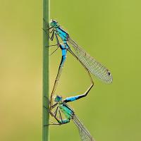 Blue-Tailed Damselflies mating 2 